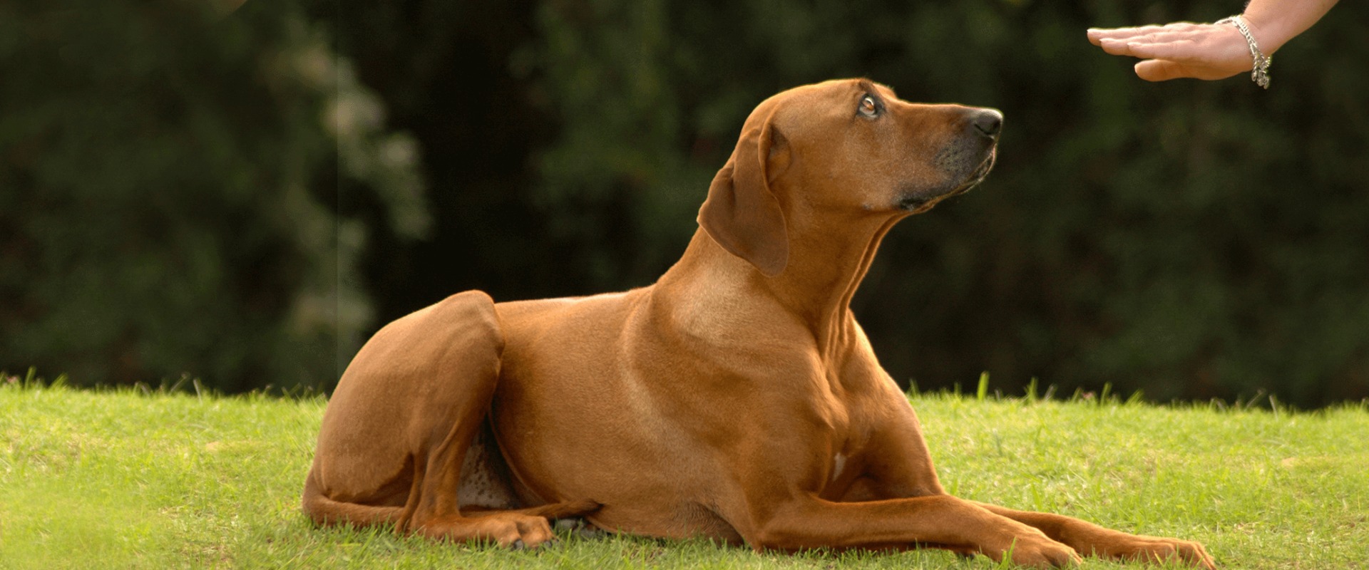Making Changes Based on Performance Data: Tips for Improving Your Greyhound Lay System