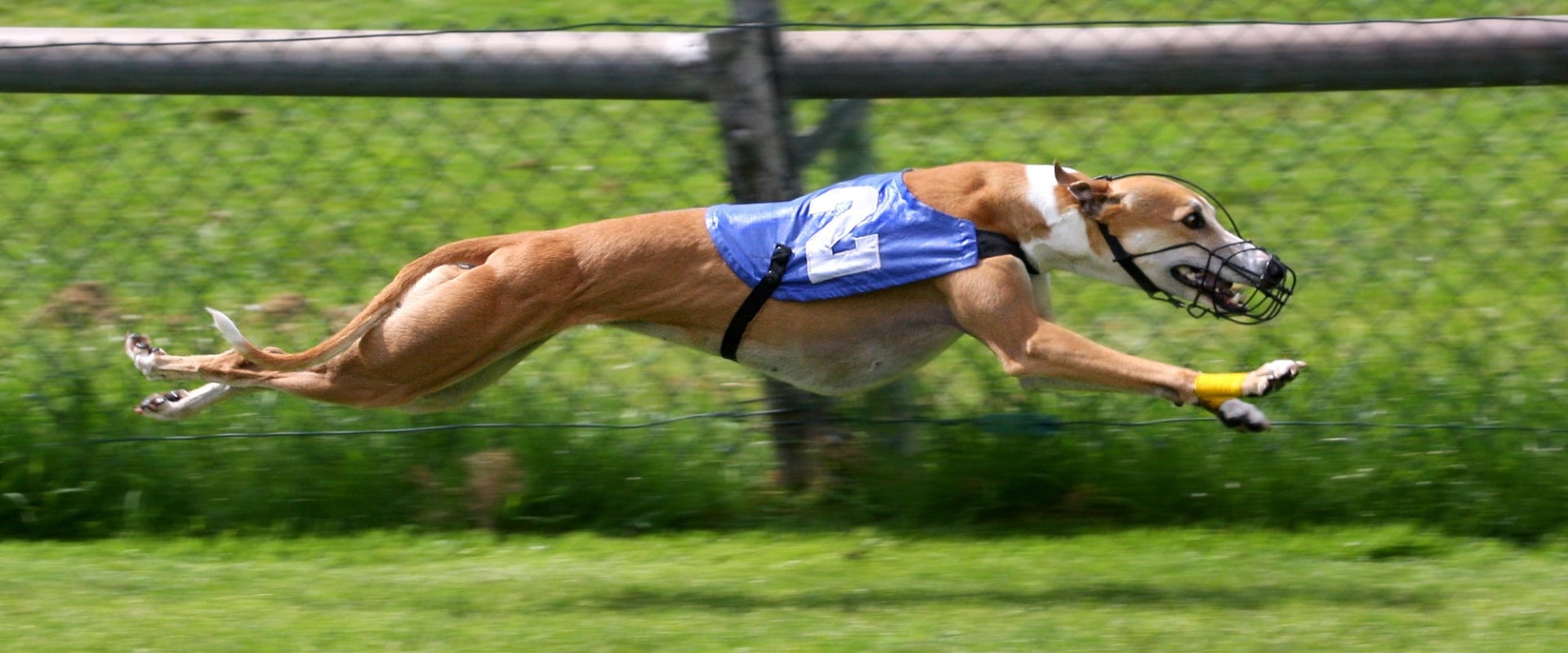 Using Speed Figures and Pace Analysis in Greyhound Lay Systems