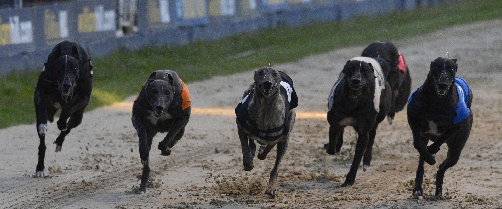 Understanding Win, Place, and Show Bets for Greyhound Races