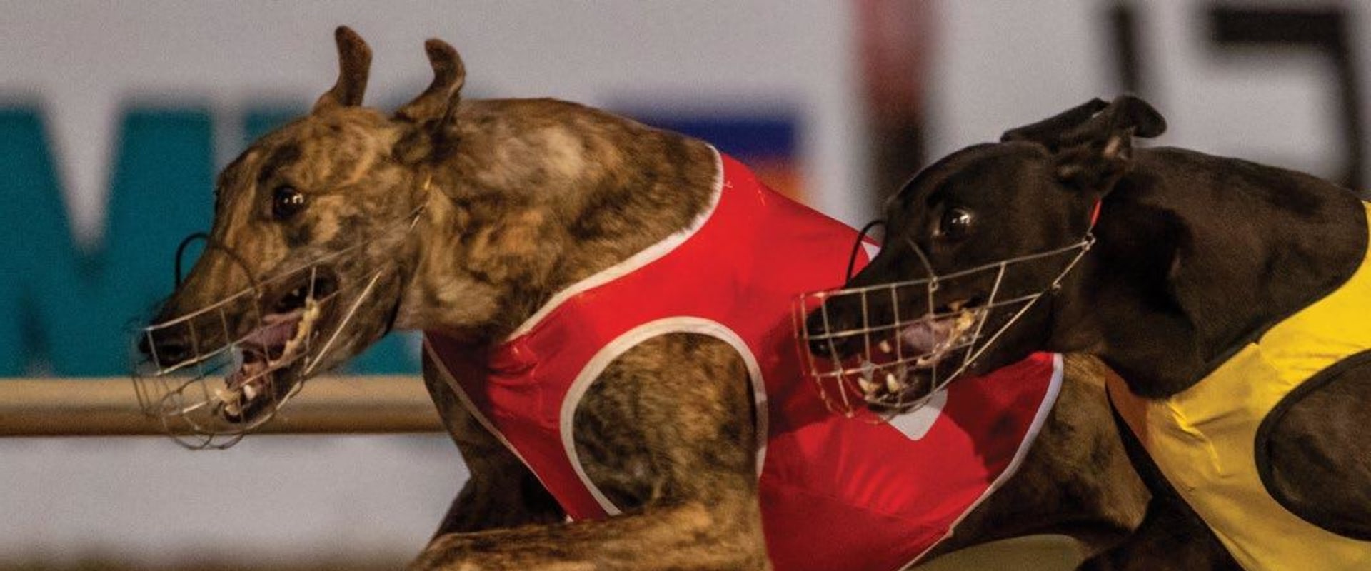 Bankroll Management and Unit Sizes: A Comprehensive Guide for Greyhound Lay Systems