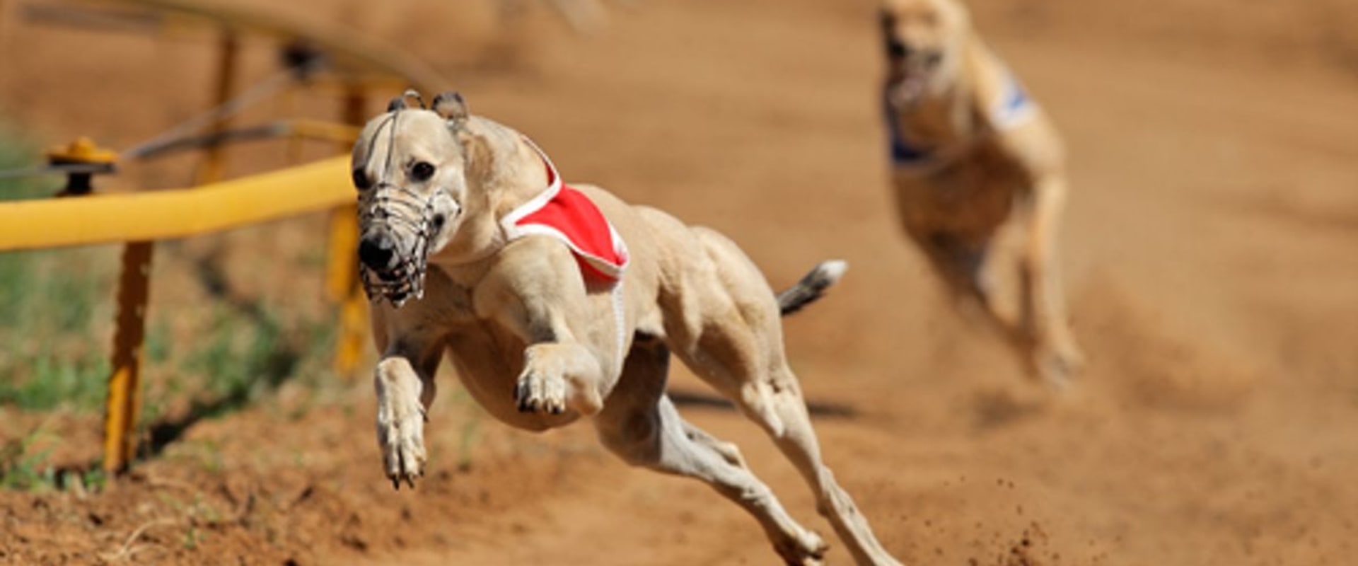 Understanding Handicapping Methods and Strategies for Greyhound Lay Systems