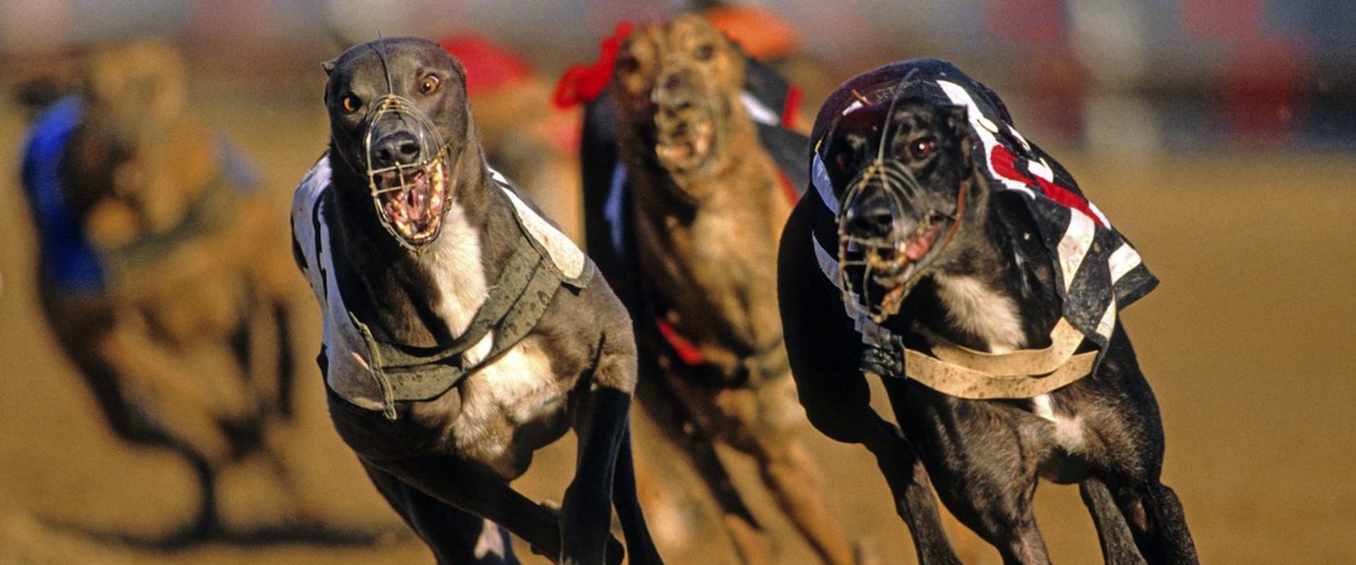 False Favourites: An Overview of Greyhound Lay Systems