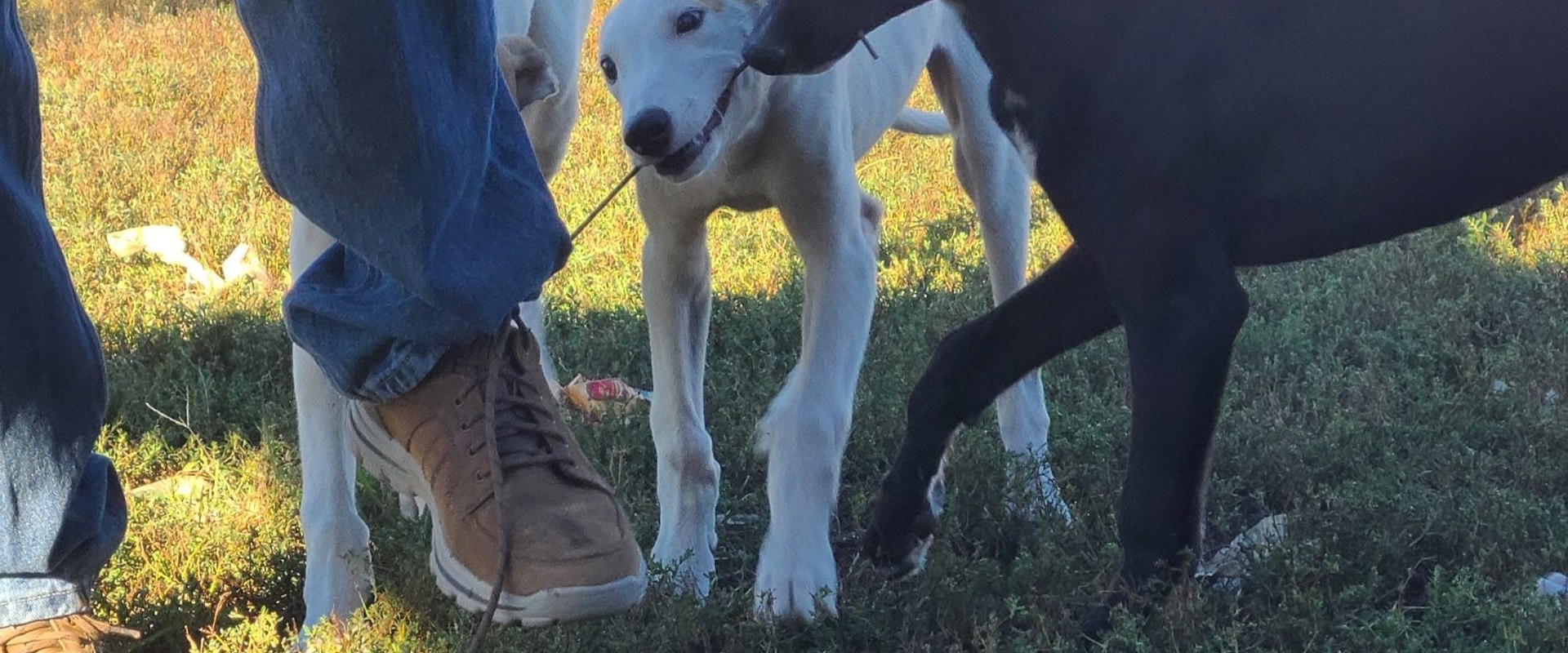 Strategies for Success: Understanding the Quality of Competition in Greyhound Lay Systems