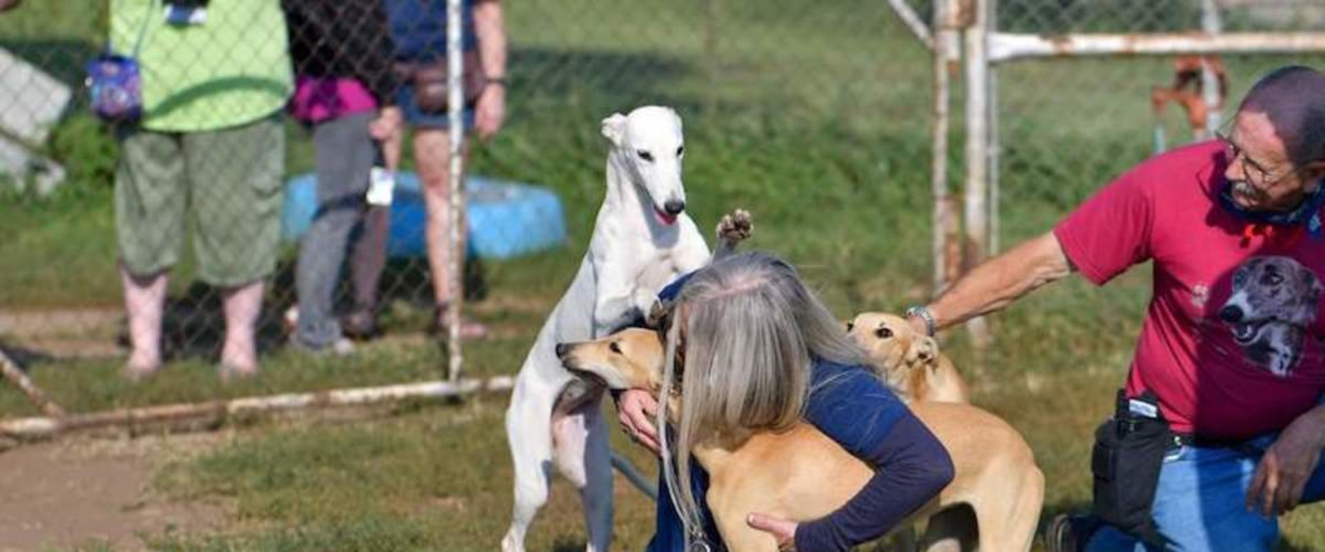 Comparing Betting Strategies for Greyhound Races