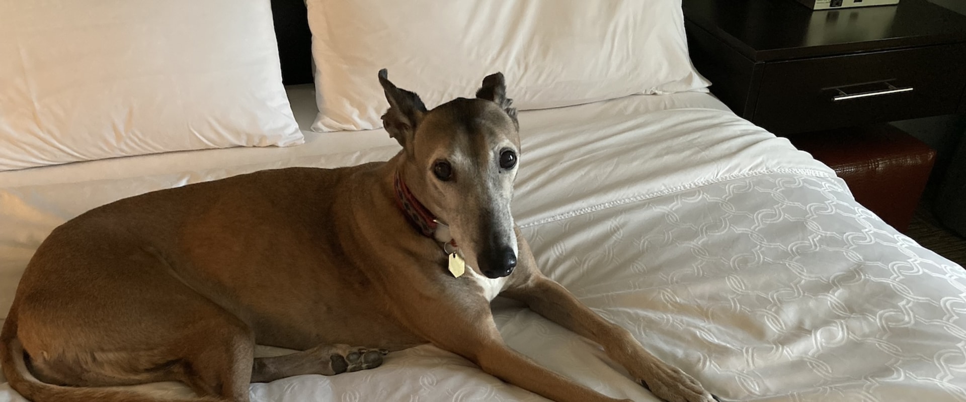 Adapting to Different Tracks and Conditions: Improving Your Greyhound Lay System Strategy