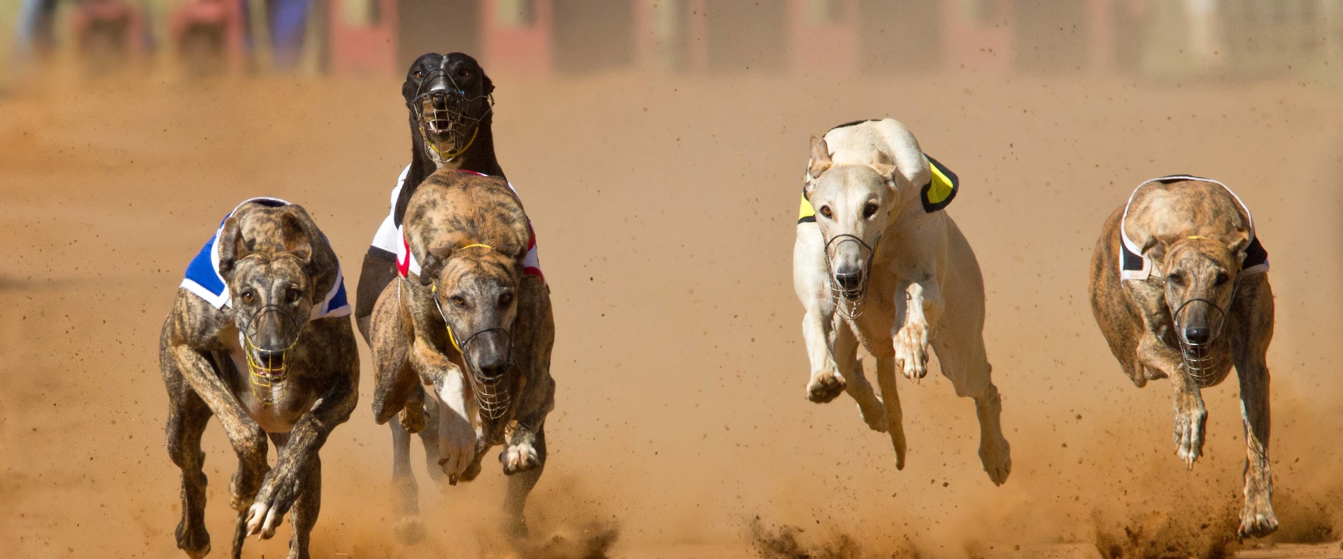 Understanding Track Conditions and Weather for Successful Greyhound Lay Betting