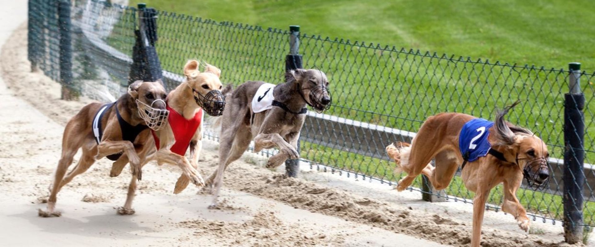 A Comprehensive Guide to In-Play Betting Strategies for Greyhound Races