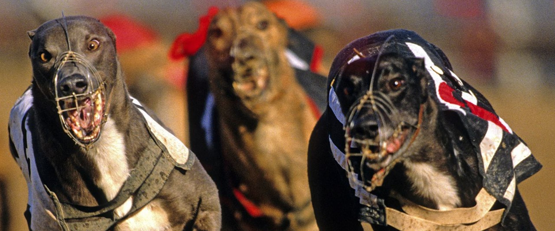 Bankroll Management: How to Effectively Manage Your Bets for Greyhound Races