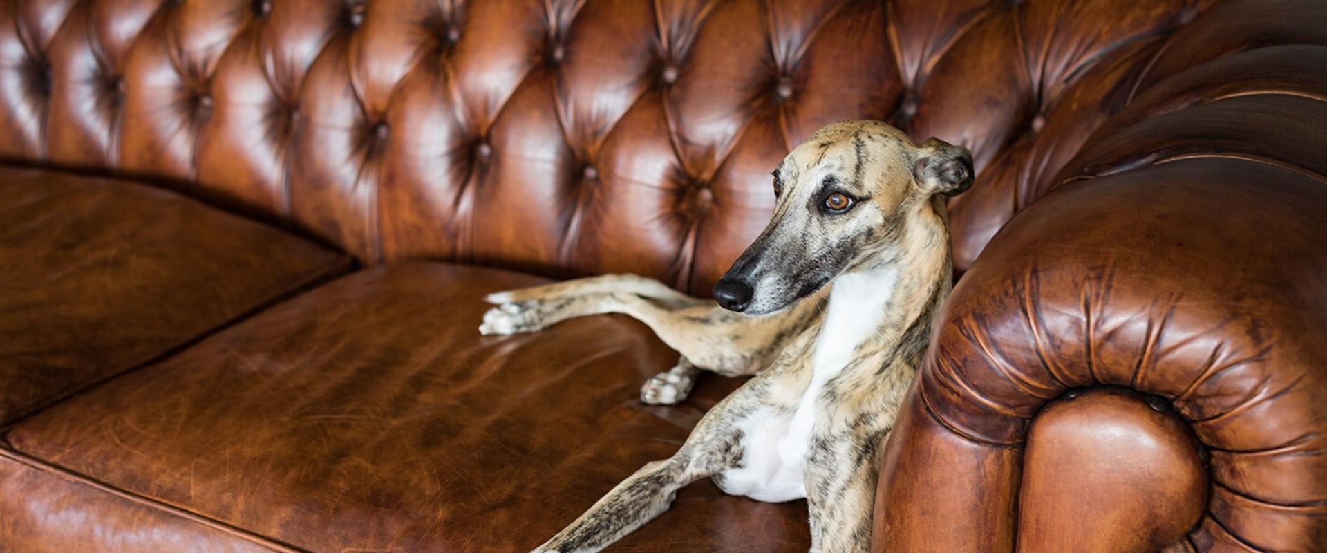 Tips for Using a Greyhound Lay System to Win Big