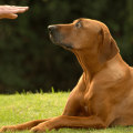 Making Changes Based on Performance Data: Tips for Improving Your Greyhound Lay System