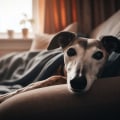 The Success of Greyhound Lay Systems: Analyzing Past Performance of the Dog
