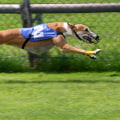 Using Speed Figures and Pace Analysis in Greyhound Lay Systems