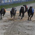 Understanding Win, Place, and Show Bets for Greyhound Races
