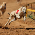 Understanding Handicapping Methods and Strategies for Greyhound Lay Systems