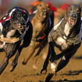 False Favourites: An Overview of Greyhound Lay Systems