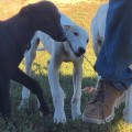 Strategies for Success: Understanding the Quality of Competition in Greyhound Lay Systems