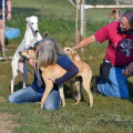 Comparing Betting Strategies for Greyhound Races