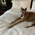 Adapting to Different Tracks and Conditions: Improving Your Greyhound Lay System Strategy