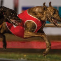 Measuring the Success of Greyhound Lay Systems: Understanding Win/Loss Ratios