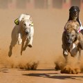 Understanding Track Conditions and Weather for Successful Greyhound Lay Betting