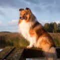 Calculating return on investment (ROI) for Greyhound Lay Systems