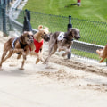 A Comprehensive Guide to In-Play Betting Strategies for Greyhound Races