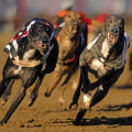 Bankroll Management: How to Effectively Manage Your Bets for Greyhound Races