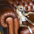 Tips for Using a Greyhound Lay System to Win Big