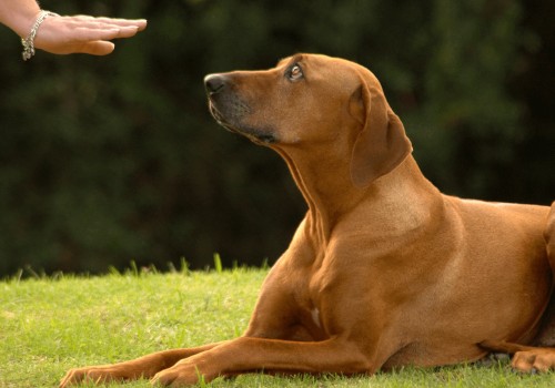 Making Changes Based on Performance Data: Tips for Improving Your Greyhound Lay System