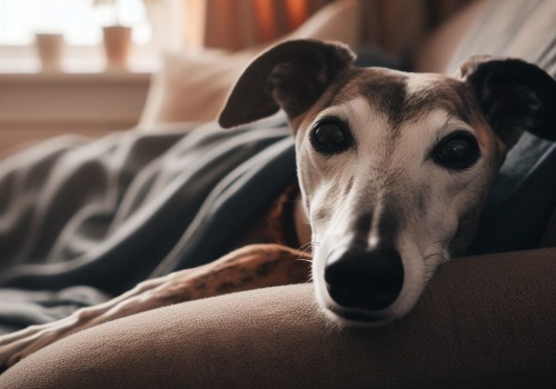The Success of Greyhound Lay Systems: Analyzing Past Performance of the Dog