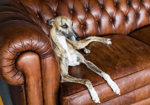 Learning from Mistakes and Adjusting Strategies for Better Results: A Guide to Greyhound Lay Systems