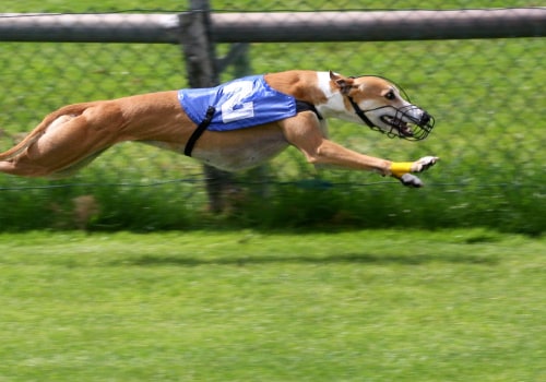 Using Speed Figures and Pace Analysis in Greyhound Lay Systems