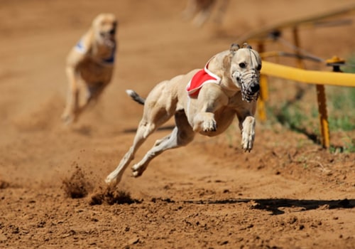 Understanding Handicapping Methods and Strategies for Greyhound Lay Systems