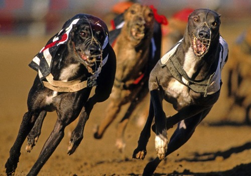 False Favourites: An Overview of Greyhound Lay Systems