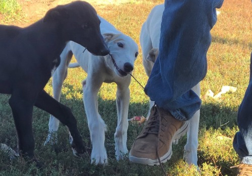 Strategies for Success: Understanding the Quality of Competition in Greyhound Lay Systems