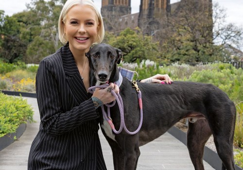 Identifying Vulnerable Horses: A Guide to Understanding Greyhound Lay Systems