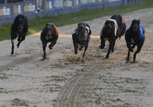 Placing Bets Before the Race: A Guide to Using Greyhound Lay Systems