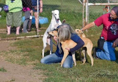 Comparing Betting Strategies for Greyhound Races