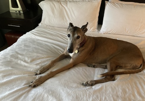 Adapting to Different Tracks and Conditions: Improving Your Greyhound Lay System Strategy
