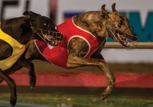 Measuring the Success of Greyhound Lay Systems: Understanding Win/Loss Ratios