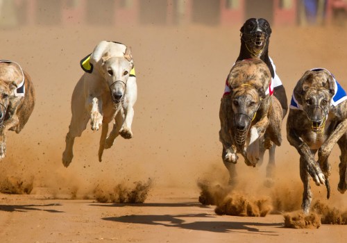 Understanding Track Conditions and Weather for Successful Greyhound Lay Betting