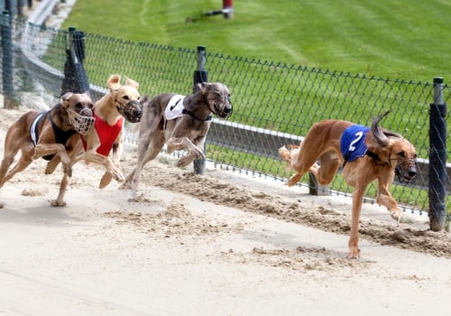 A Comprehensive Guide to In-Play Betting Strategies for Greyhound Races