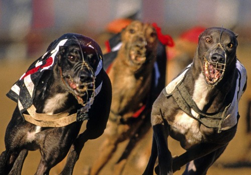 Bankroll Management: How to Effectively Manage Your Bets for Greyhound Races